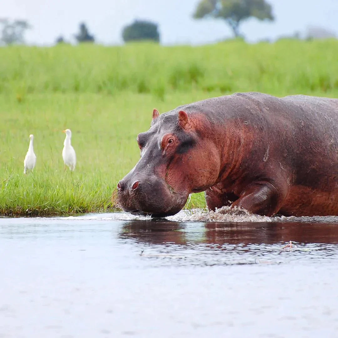 Zimbabwe, Botswana and Zambia Tour | 28 December 2025 - 2 January 2026