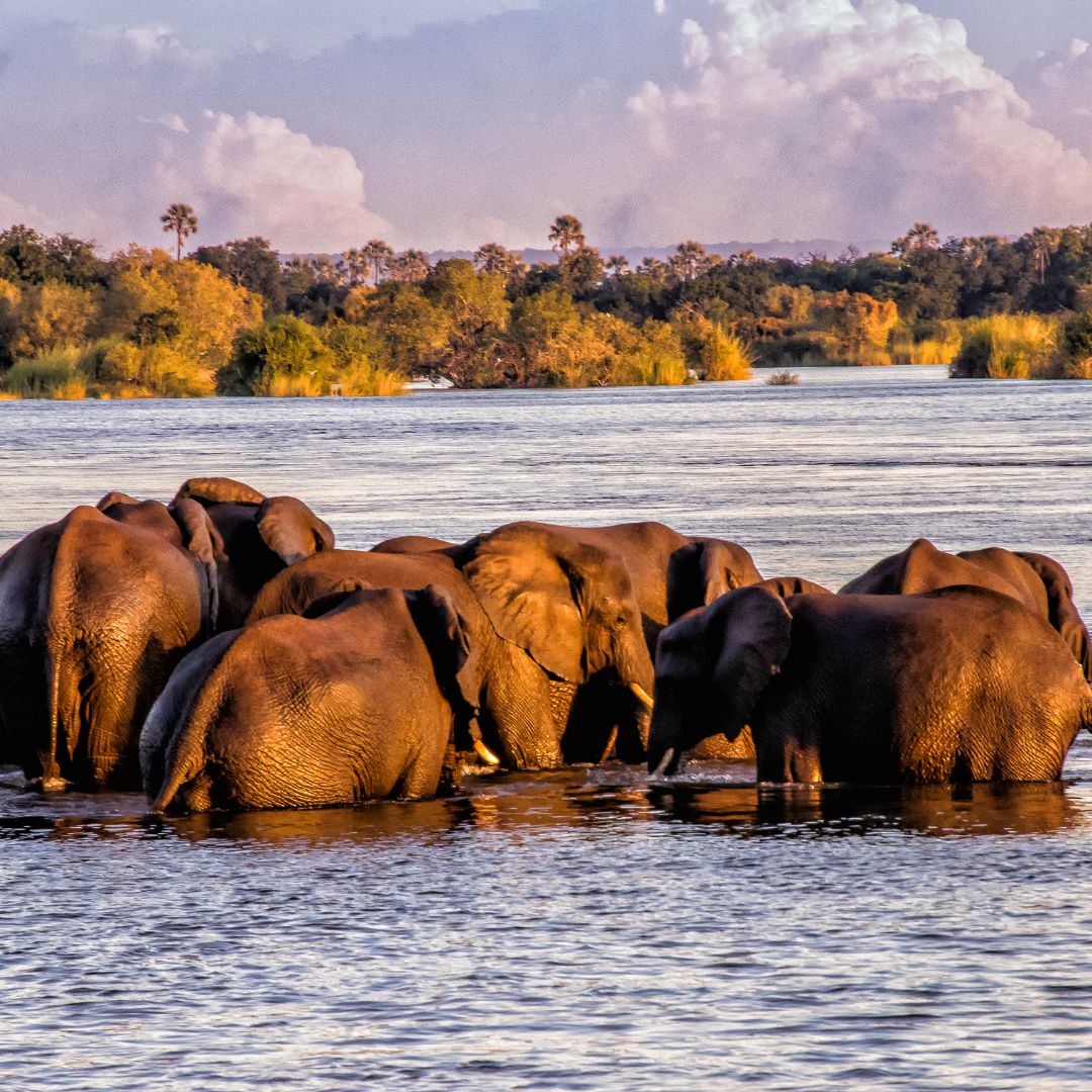 Zimbabwe, Botswana and Zambia Tour | 28 December 2025 - 2 January 2026